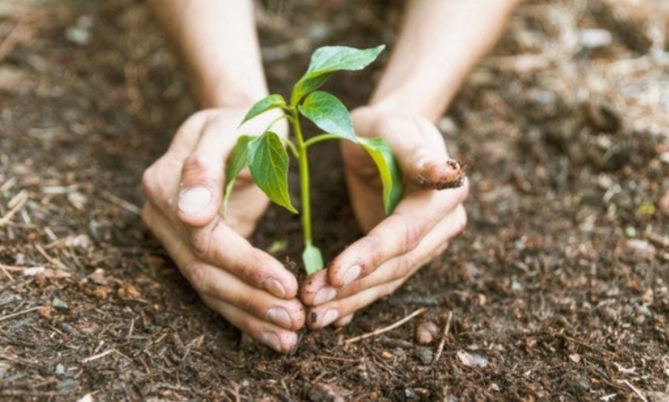 বিশ্ব পরিবেশ দিবস আজ