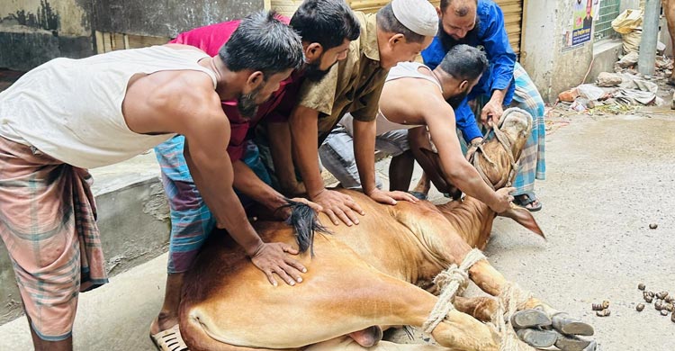 মহল্লায় মহল্লায় পশু কোরবানি