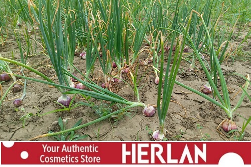 ফরিদপুরে পরীক্ষামুলক গ্রীষ্মকালীন পেঁয়াজ চাষ