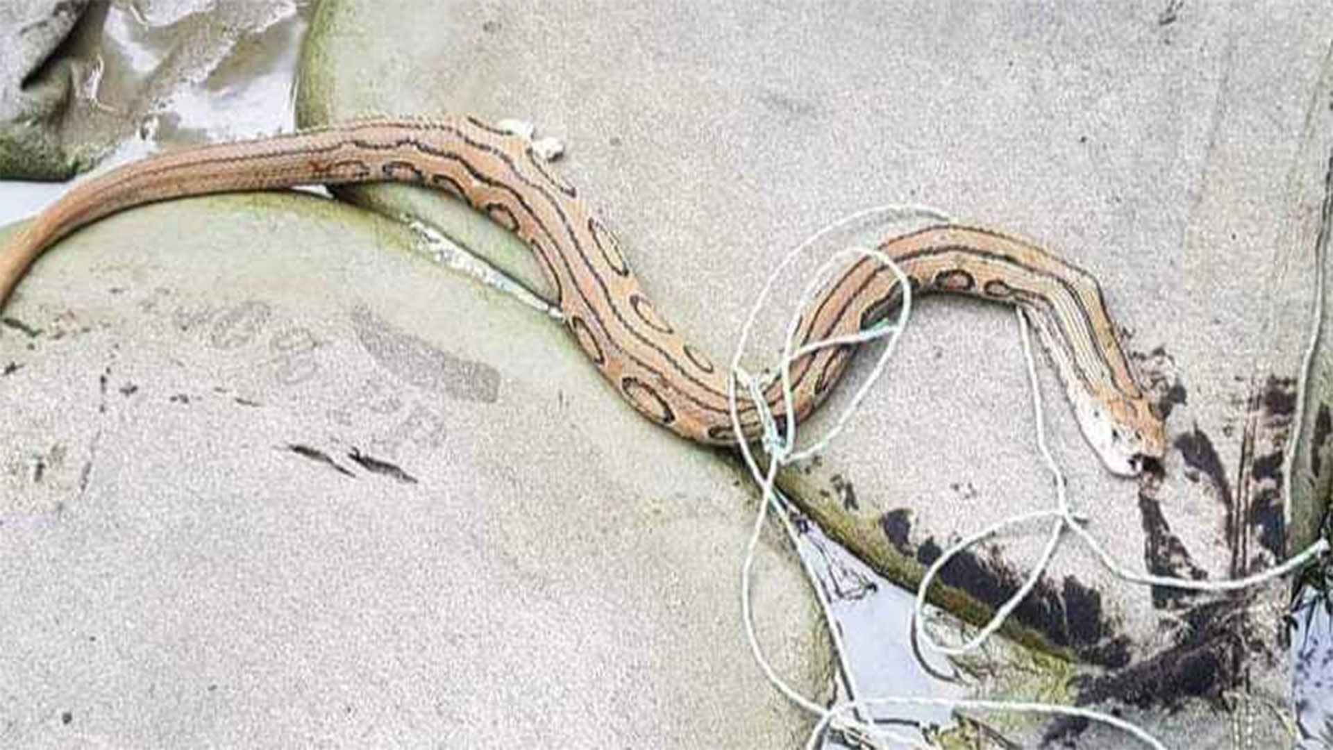 এবার লক্ষ্মীপুরে দেখা মিলল রাসেল’স ভাইপার!