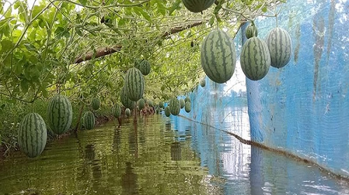 গোপালগঞ্জে অসময়ের তরমুজের বাম্পার ফলনে কৃষকের মুখে হাসি