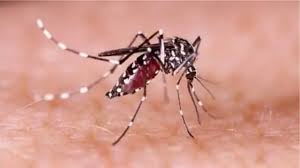 ডেঙ্গুতে একদিনে বছরের সর্বোচ্চ মৃত্যু