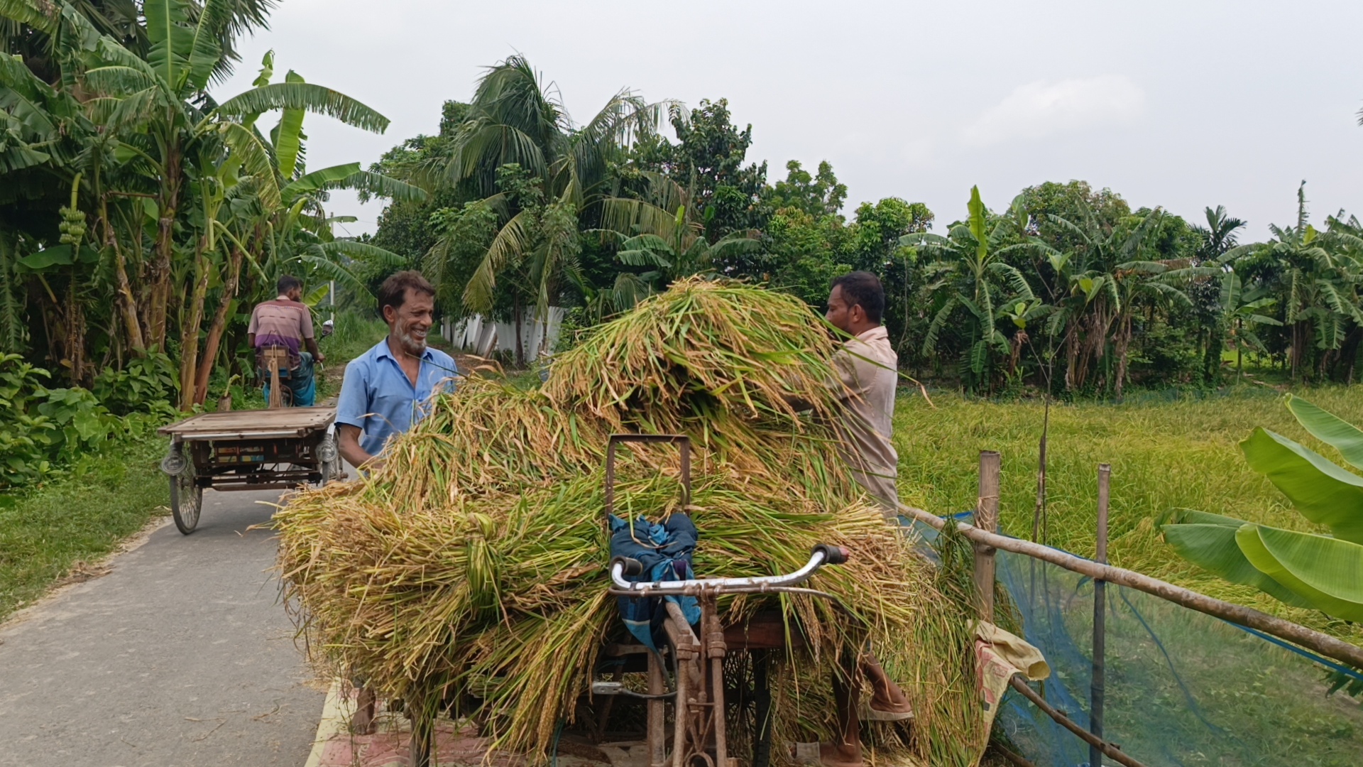 কৃষকের মুখে হাসি: ফরিদপুরে আমন ধানের বাম্পার ফলনের সম্ভাবনা