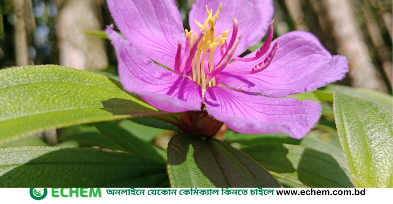 দাঁতরাঙা একটি ফুলের নাম