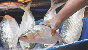 কমছে না ইলিশের দাম