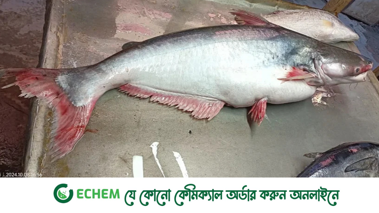 সাগরে ধরা পড়ল ১৪ কেজি ৫০০ গ্রাম ওজনের পাঙাশ, ১৬ হাজারে বিক্রি
