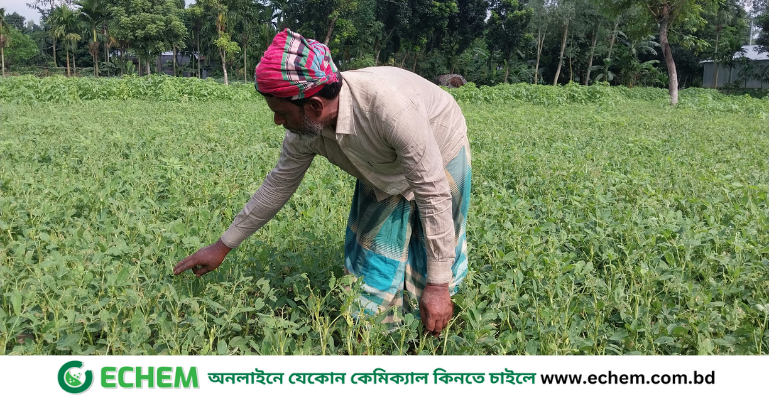 পোঁকার আক্রমণে দি‌শেহারা বালুচরে স্বপ্ন বোনা বাদাম চা‌ষিরা