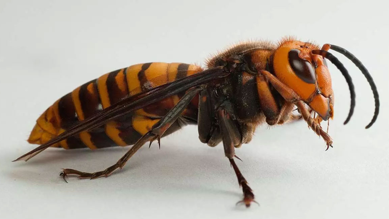 ভিমরুলে কামড়ালে করণীয়