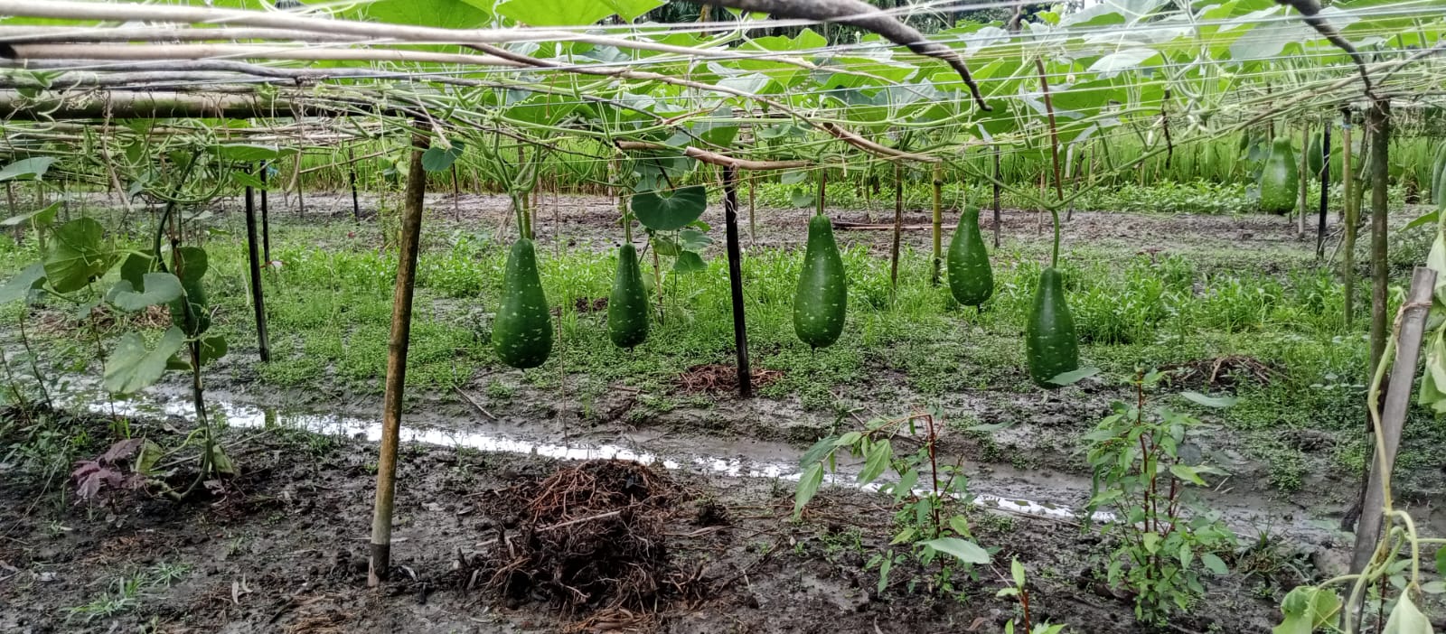 লাউ‌য়ের মাচায় দুল‌ছে কৃষ‌কের স্বপ্ন