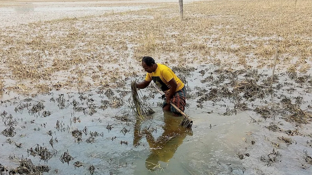পচন ধরেছে ফসলে