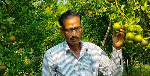 ফুলবাড়ী‌তে সমত‌লে গা‌ছে দুল‌ছে সাদকি জাতের কমলা