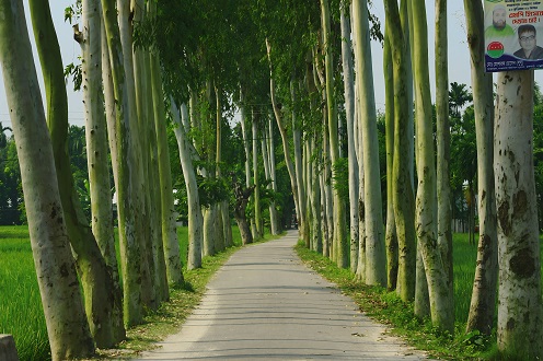 ইউক্যালিপটা‌সের প্রভা‌ব ফুলবাড়ীর প‌রি‌বে‌শ হুম‌কির মু‌খে