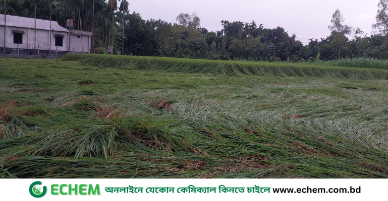 ফুলবাড়ী‌তে মা‌টি‌তে নু‌য়ে প‌ড়ে‌ছে কৃষকের স্বপ্ন