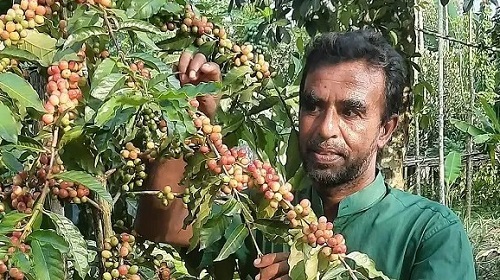 কফি বাগান দেখা ও পরামর্শ নিতে অনেকেই আসছেন ছানোয়ারের গ্রামে