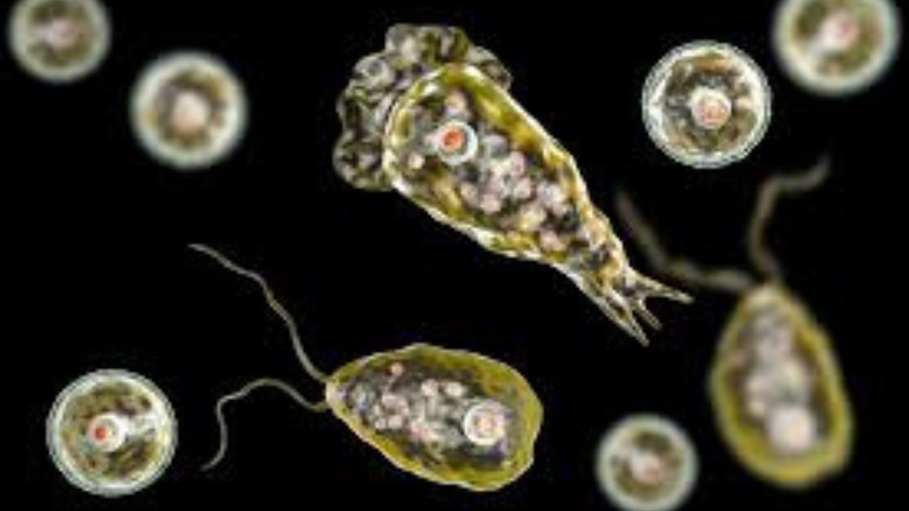 ব্রেইন ইটিং অ্যামিবা