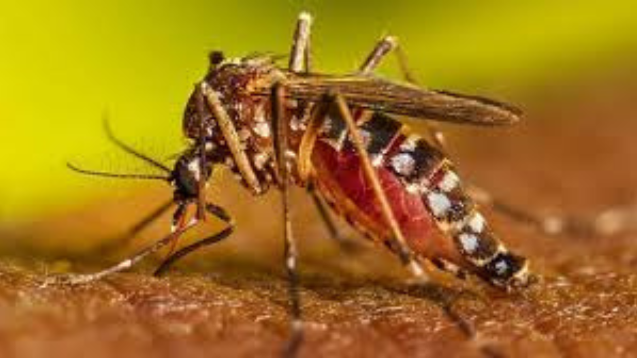 জেনে নেই ডেঙ্গু জ্বর সম্পর্কে ১০টি তথ্য