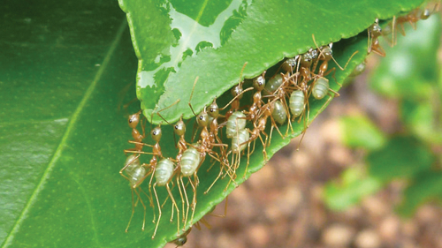 পিপীলিকার কেচ্ছা কাহিনী
