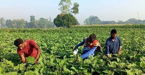 শীতকালীন সবজি আগাম চাষে সফল তরুণ কৃষি উদ্যোক্তারা