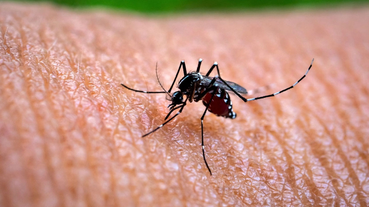 ডেঙ্গুতে আরো ৬ জনের মৃত্যু, হাসপাতালে ১২৯৭