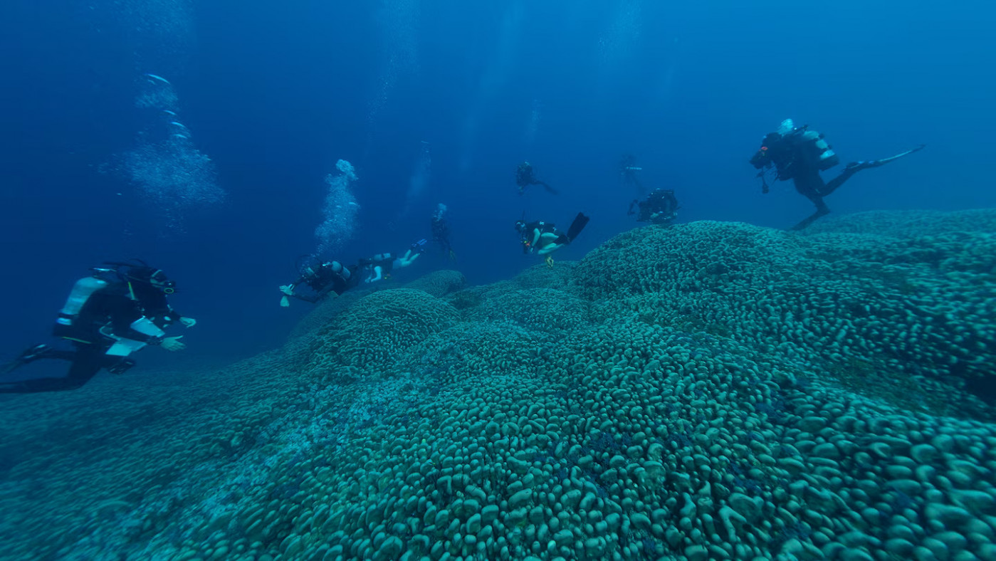 প্রশান্ত মহাসাগরে মিলল বিশ্বের সবচেয়ে বড় প্রবাল, বয়স হতে পারে ৩০০ বছরের বেশি