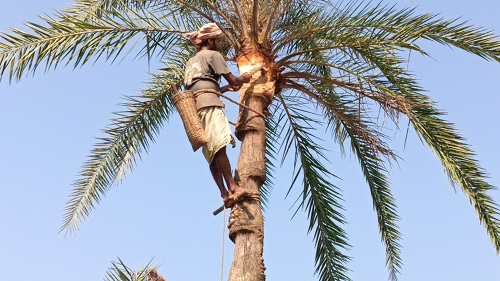 সালথায় খেজুর রস সংগ্রহে  ৩ হাজার গাছ প্রস্তুত