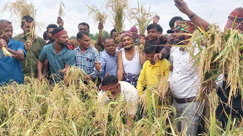গরীব কৃষকের ধান কেটে ঘরে তুলে দিচ্ছে কৃষিবিদ মোঃ শামীম