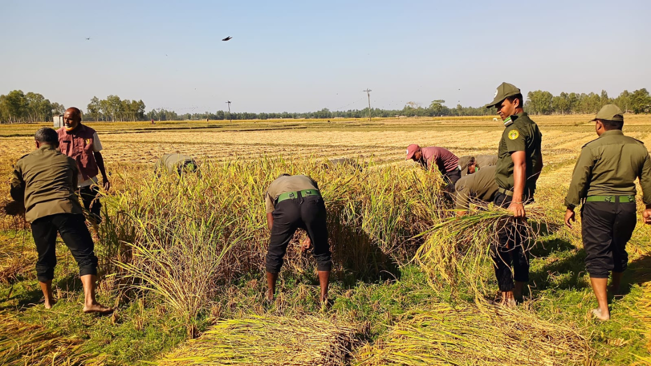 কৃষাণীর পাকা ধান কেটে দিলো আনসার-ভিডিপি