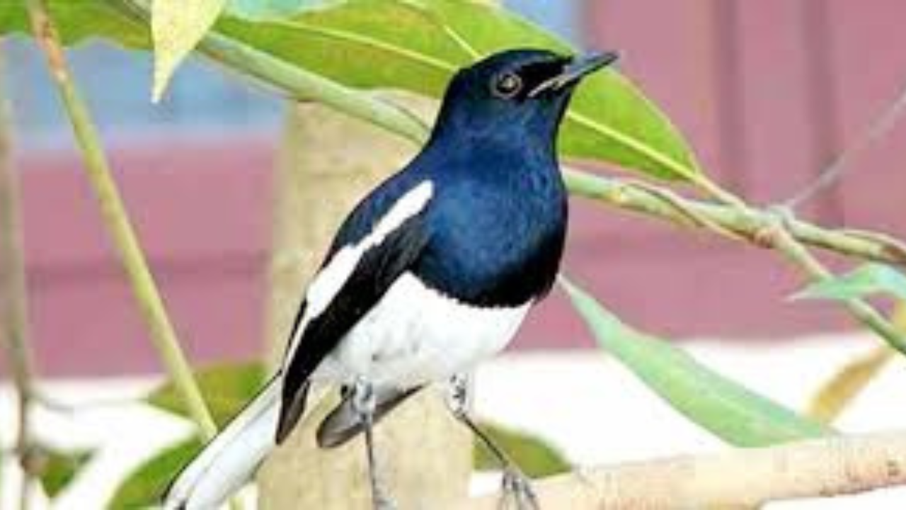 মিষ্টি সুরের পাখি দোয়েল