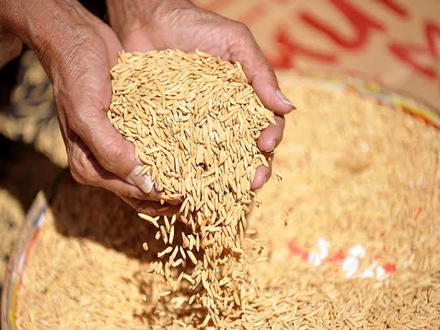 সিন্ডিকেটের দৌরাত্ম্যে চড়াদামে বি‌ক্রি হ‌চ্ছে বীজ ধান