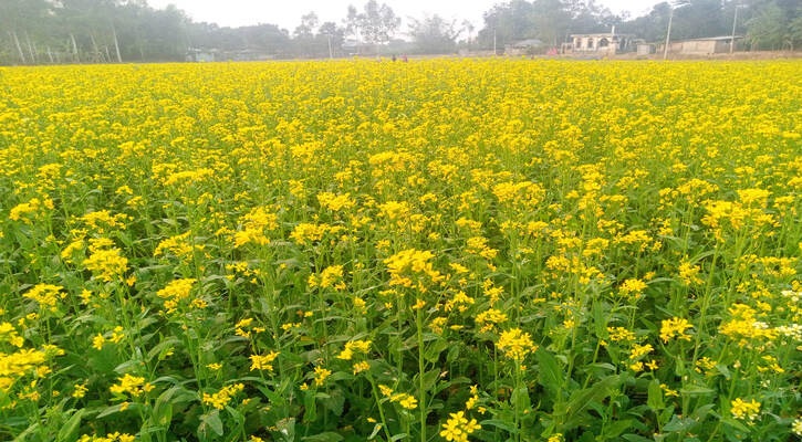 আশানুরূপ দাম পাওয়ায় এবারো সরিষা চাষে আগ্রহী কৃষকেরা