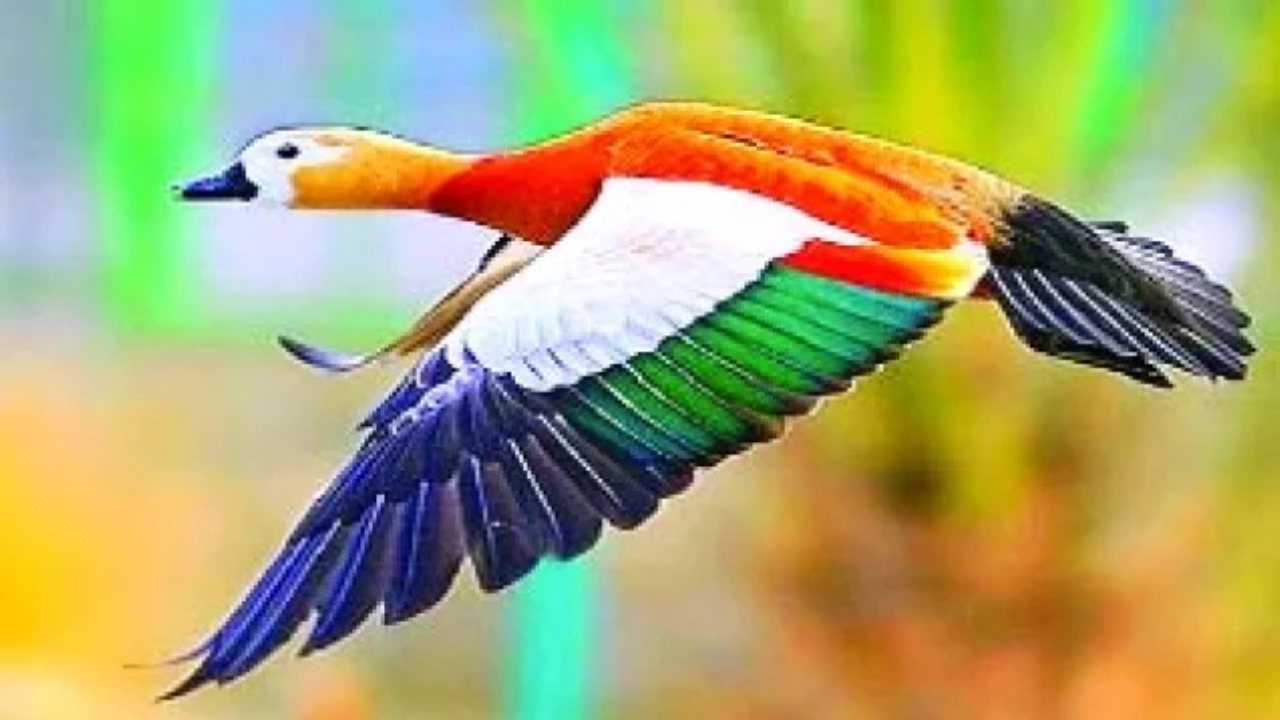 একি গান শুনালে তুমি ভিনদেশি পাখি !