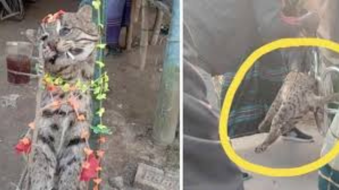 ঝিনাইদহে মেছো বিড়াল হত্যার ঘটনায় গ্রেপ্তার ২