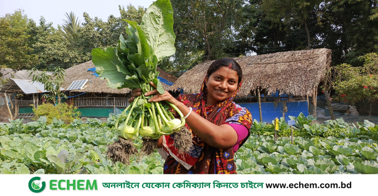 বাগেরহাটে ৯৫০ হেক্টর লবণাক্ত জমিতে সবুজের সমারোহ, কৃষকদের মুখে হাসি