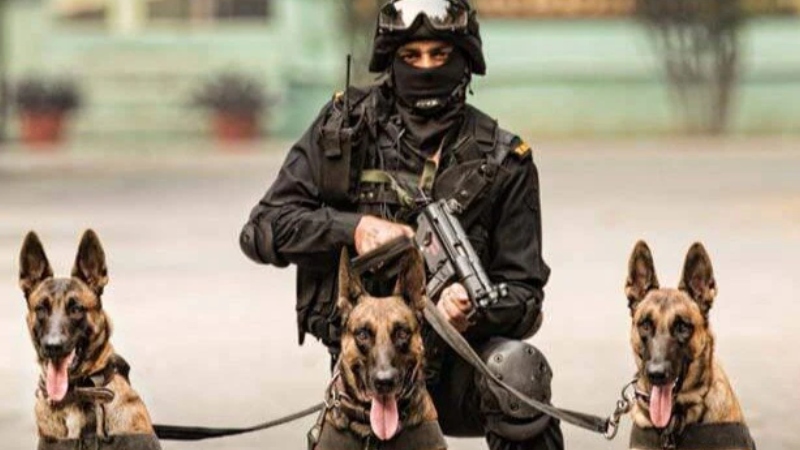 বাংলাদেশ সীমান্তে এবার থেকে পাহারা দেবে প্রশিক্ষিত কুকুর