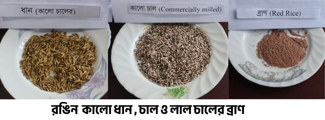 ডায়াবেটিস ও উচ্চরক্তচাপের ঝুঁকি কমাবে অ্যান্টিঅক্সিডেন্টযুক্ত রঙিন চালে