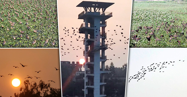 পরিযায়ী পাখিতে মুখর কিশোরগঞ্জের নরসুন্দা লেকসিটি