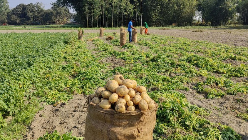 ঠাকুরগাঁওয়ে আলুতে লাভের বদলে দেনা পরিশোধ নিয়েই দুশ্চিন্তা কৃষকদের