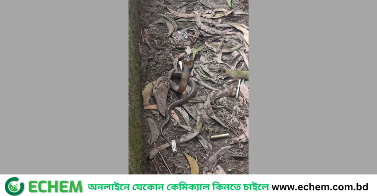 নোবিপ্রবি ক্যাম্পাসে বিষধর পদ্ম গোখরার দেখা, আতঙ্কে শিক্ষার্থীরা