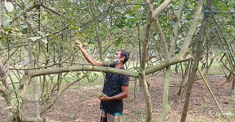 প্রতিবন্ধী রানার লেবুচাষে রমজানে ৪ লাখ টাকা বিক্রির আশা