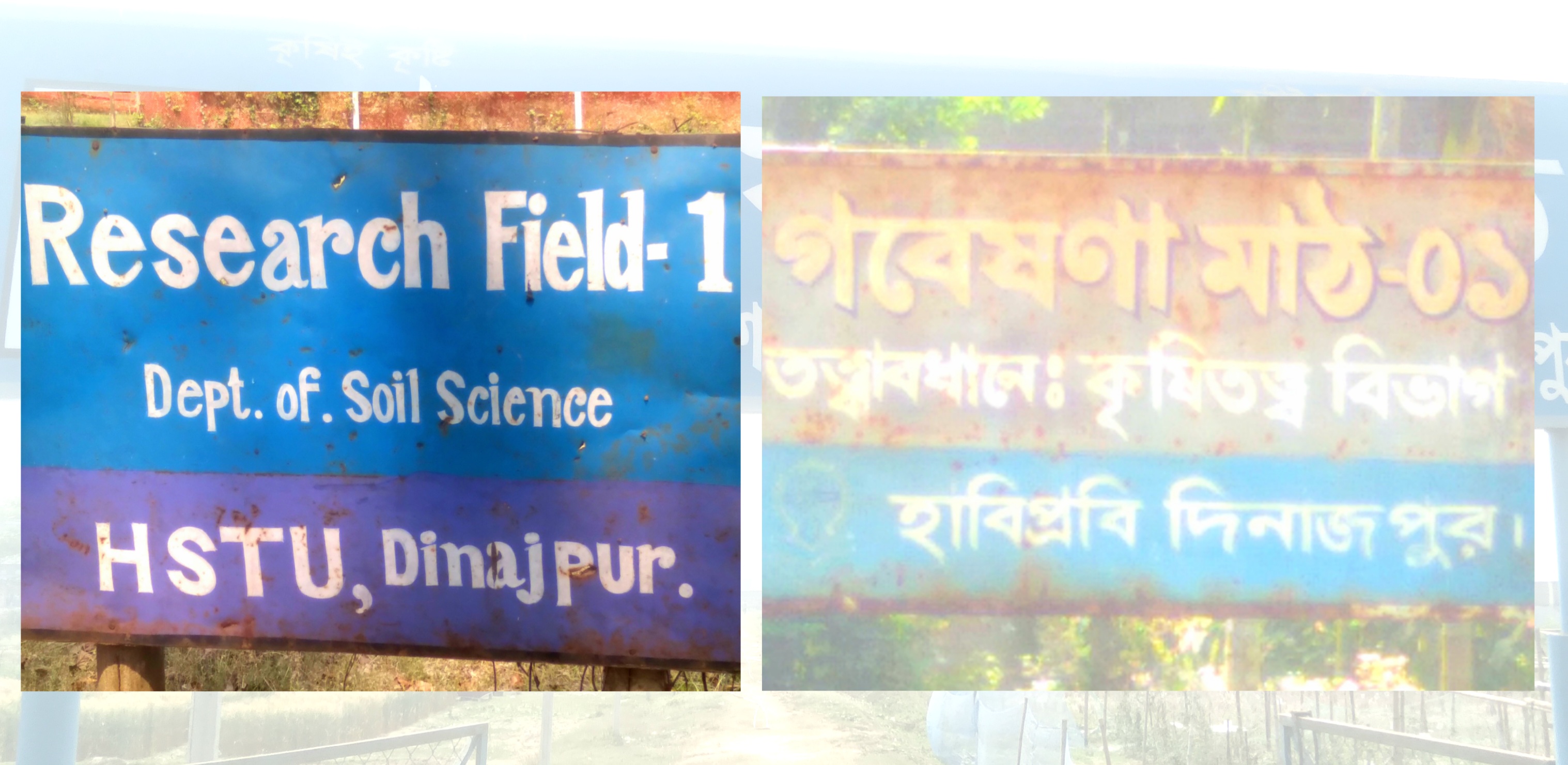 হাবিপ্রবিতে একই নাম্বারিং এ দুই গবেষণা মাঠ