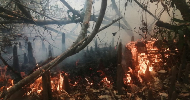 সুন্দরবনের কলমতেজী এলাকায় আগুন, নিয়ন্ত্রণে ফায়ার সার্ভিসের দুটি ইউনিট