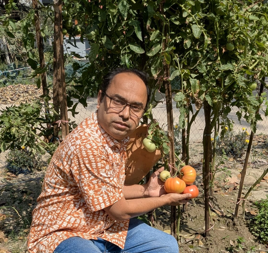 টমেটোর নতুন জাত ‘বাউ বিফস্টেক’: কম বীজ, বেশি পুষ্টি ও স্বাদে অনন্য