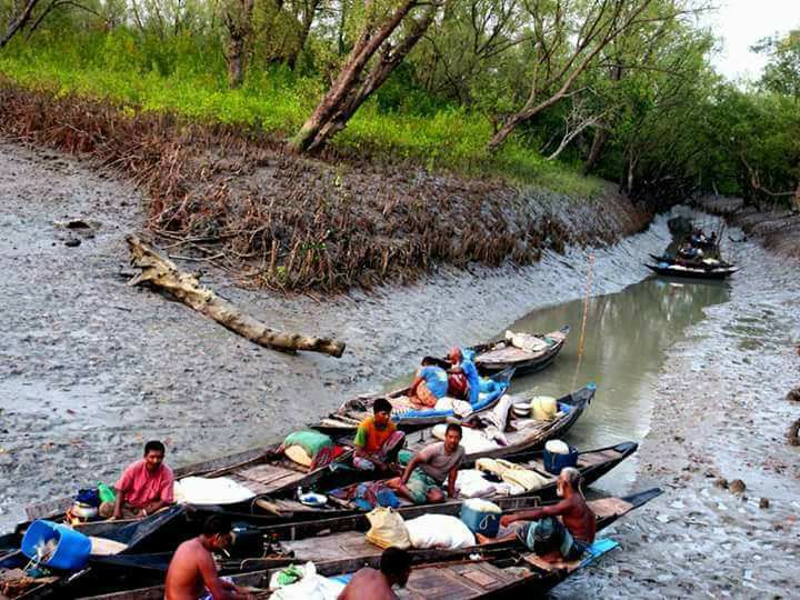 সুন্দরবনে মধু সংগ্রহ শেষে লোকালয়ে ফিরছে মৌয়ালরা