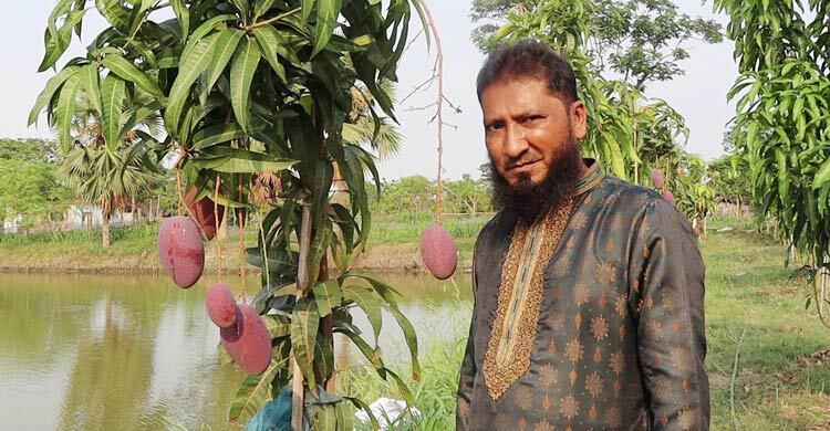 বিশ্বের সবচেয়ে দামি ‘সূর্যডিম’ আম এখন যশোরে