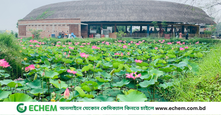 খুলনা বিশ্ববিদ্যালয়ে পদ্মফুলের সৌন্দর্যে মুগ্ধ শিক্ষার্থীরা