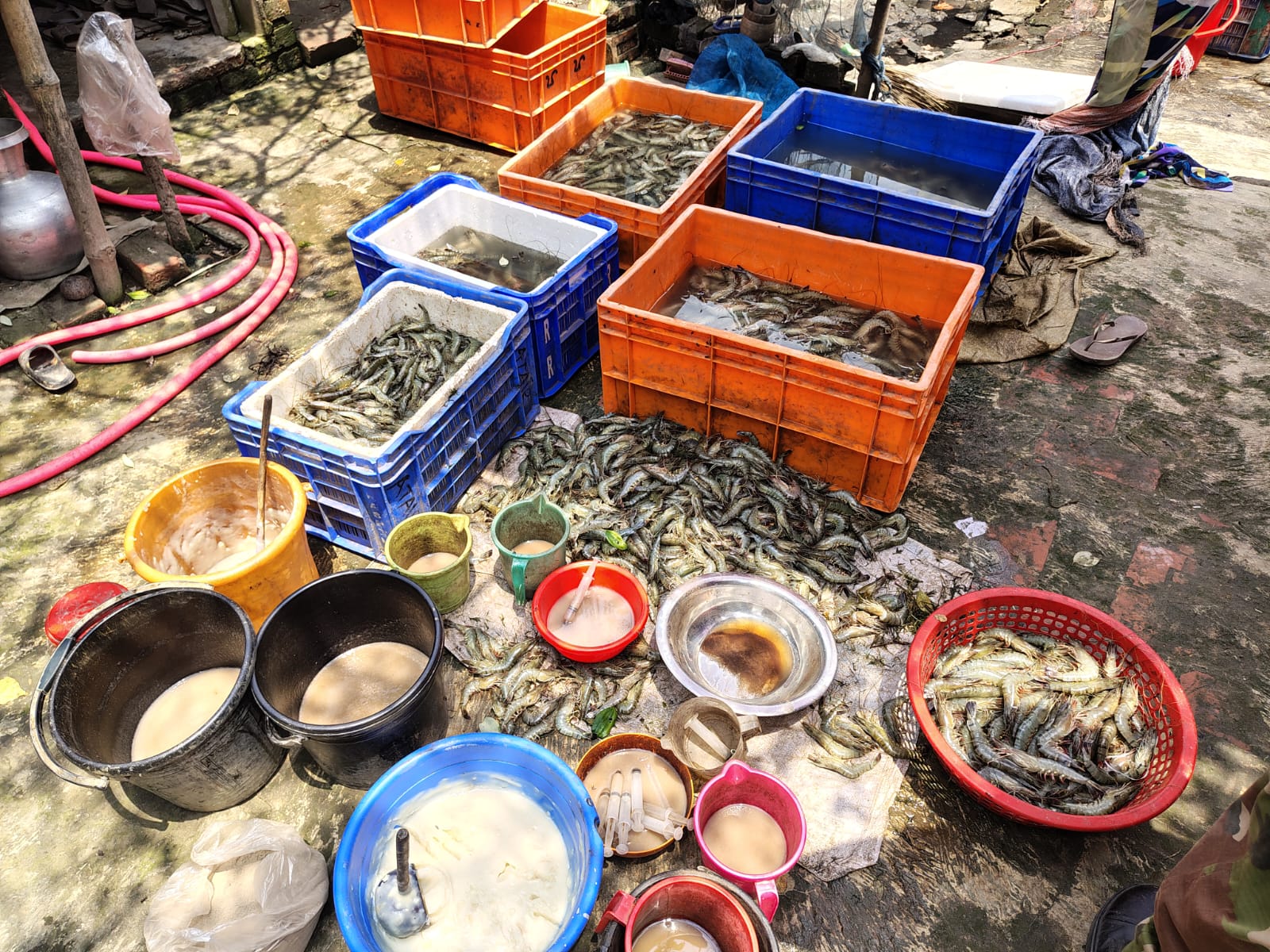 সাতক্ষীরায় ২১০ কেজি জেলি পুশকৃত চিংড়ি জব্দ, লাখ টাকা জরিমানা