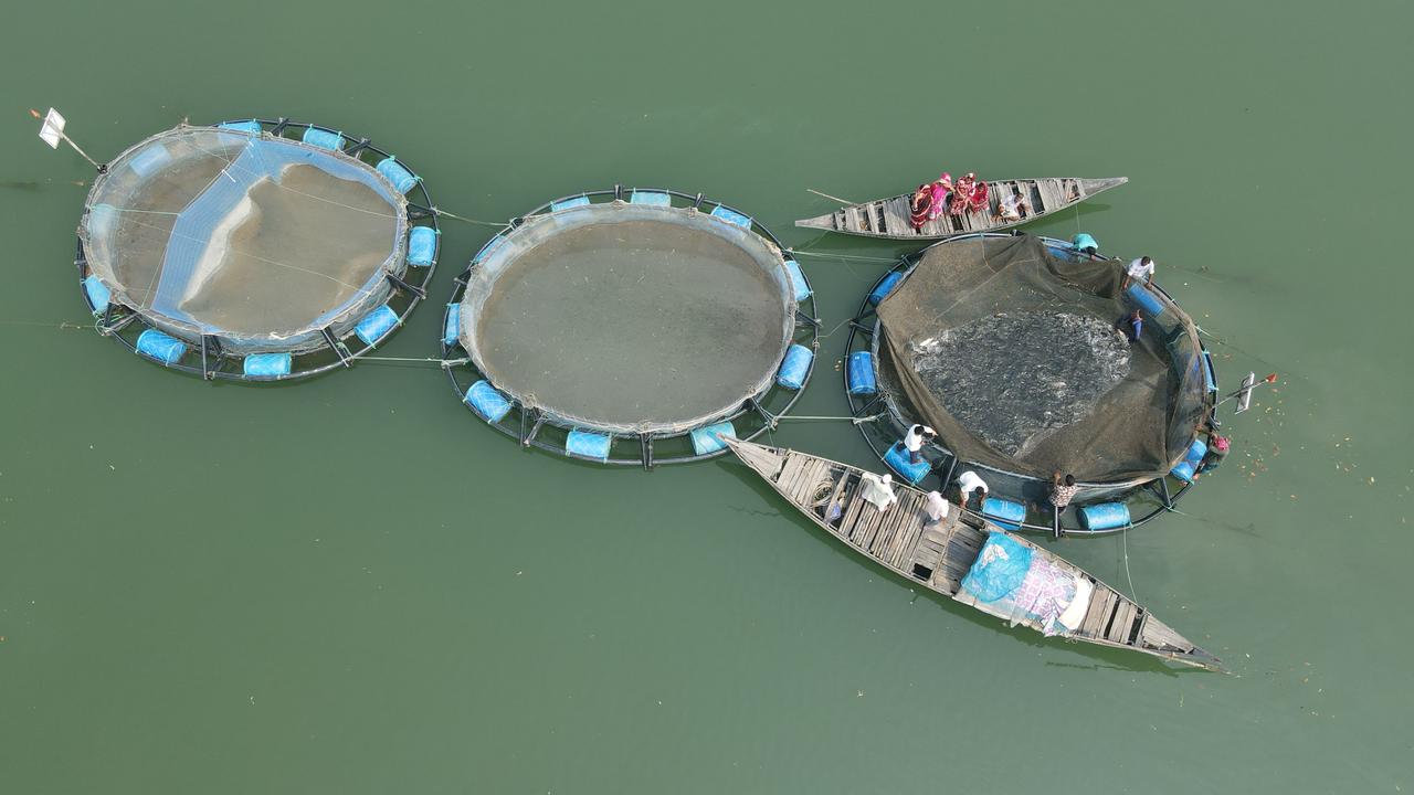 কোরাল চাষে ১ টাকা বিনিয়োগে ১ টাকা ৭০ পয়সা লাভ