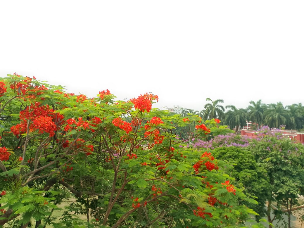 রাজশাহী কলেজ জুড়ে জারুল-কৃষ্ণচূড়ার উচ্ছ্বাস