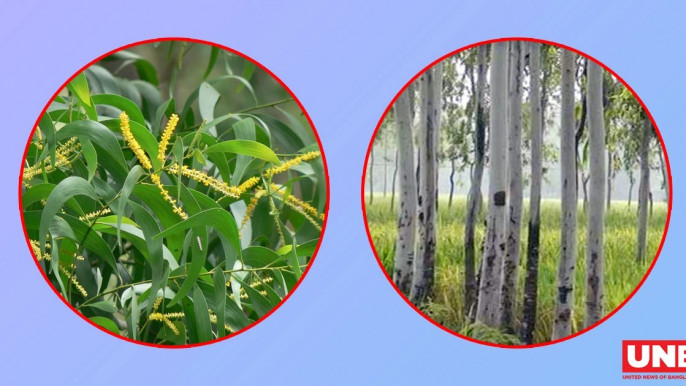 ইউক্যালিপটাস-আকাশমণি গাছ নিষিদ্ধ ঘোষণা