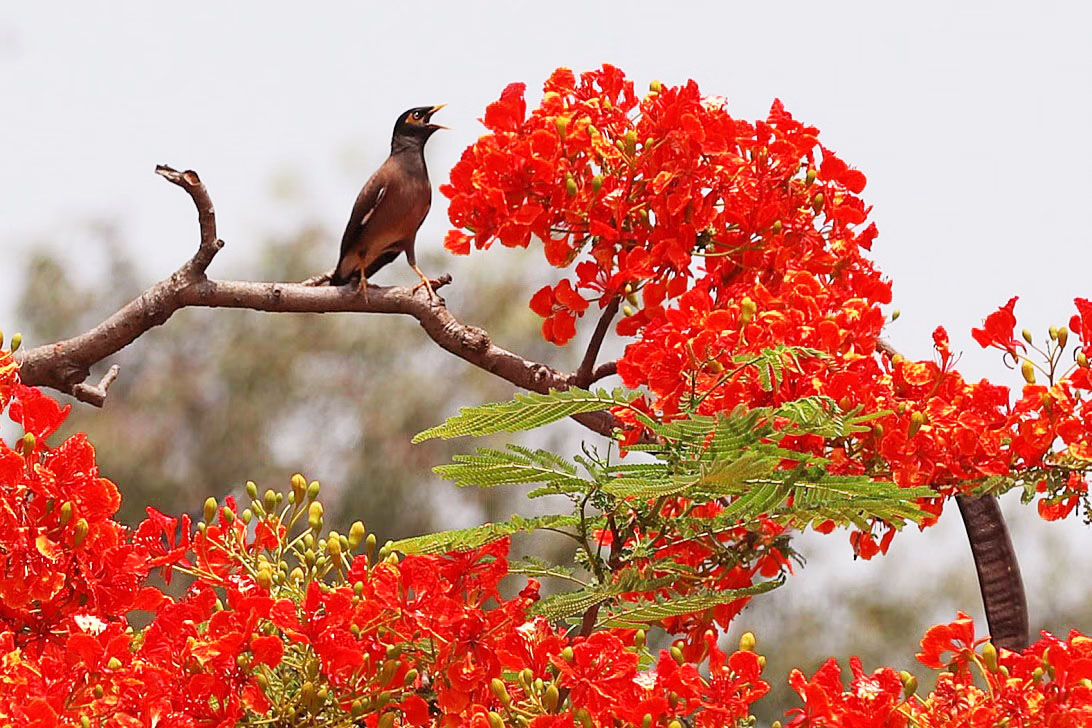 গোপালগঞ্জে পথচারীদের চোখ জুড়াচ্ছে কৃষ্ণচূড়া ফুল